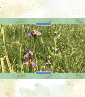orchidée sauvage
