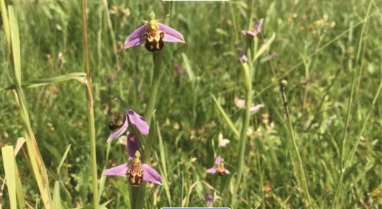 orchidée sauvage
